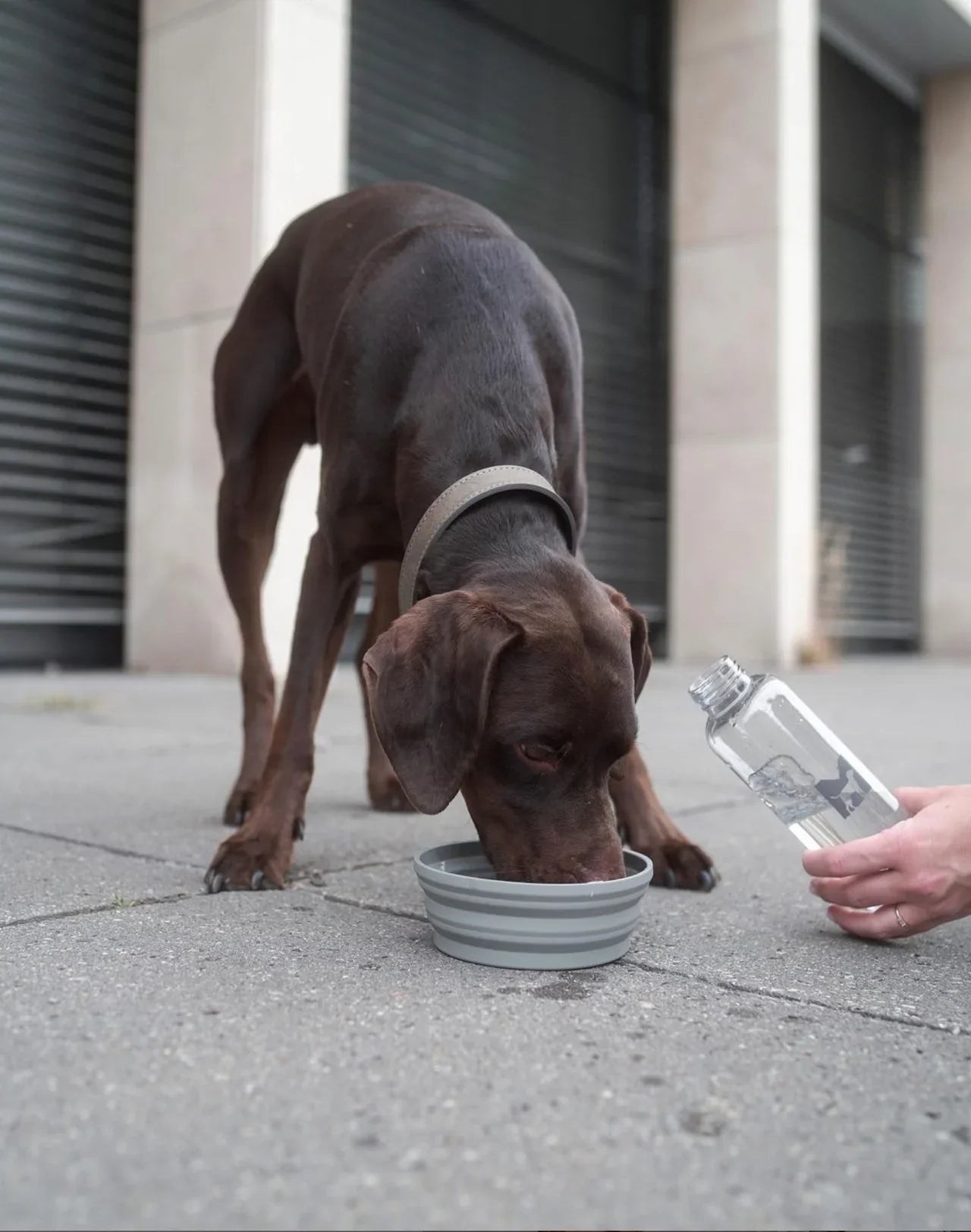 Honden reiskom Piega + Bottiglia waterfles